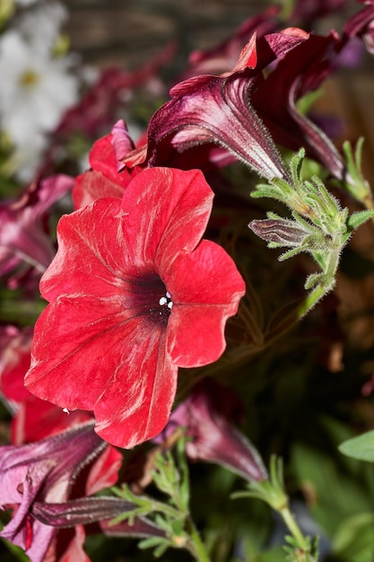 Foto la petunia florece en el jardín de una casa de campo verano