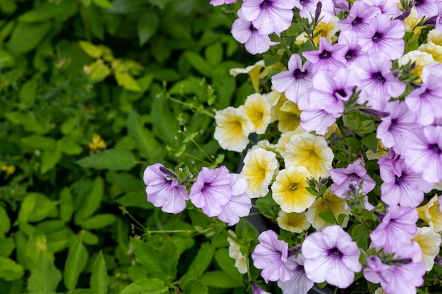 Petunia floreciente flores fondo verde.