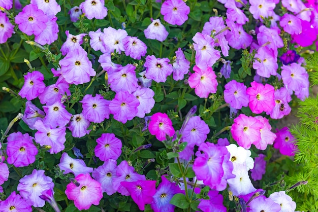 Petunia flores en el jardín