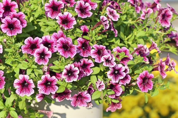 Petunia flores para la venta