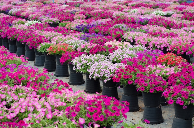 Foto petunia florescendo no jardim