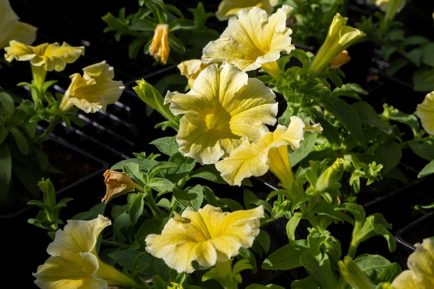 Petunia gelbe Blumen Nahaufnahme