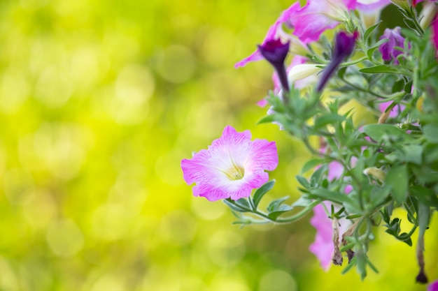 Petunia en el jardín con fondo borroso.