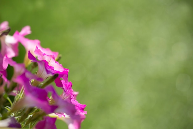 Petunia en el jardín con fondo borroso.