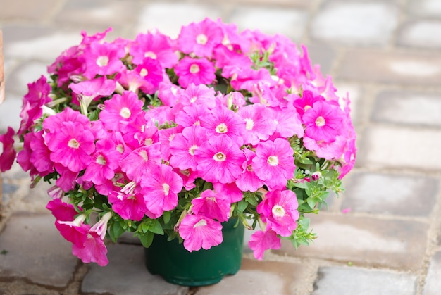 Petunia en la maceta, petunia de color rosa