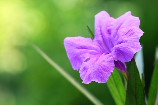 Petúnia mexicana em um jardim