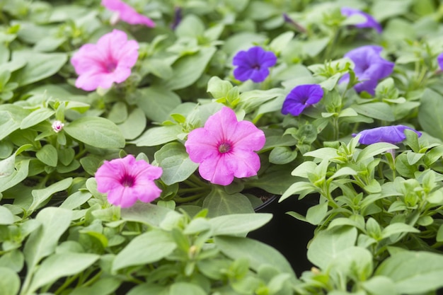 Petunia mexicana púrpura hermosa flor floreciente fondo de hoja verde Foto de alta calidad