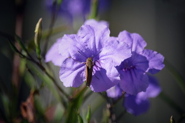 Foto petúnia mexicana roxa ou bluebell ruellia simplex ou petúnia selvagem britton