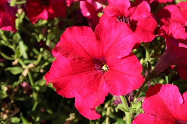 Petunia o atkinsiana Surfinia Grupo de flores en el jardín