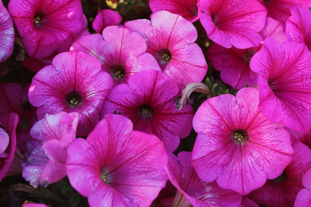 Petunia o atkinsiana Surfinia Grupo de flores en el jardín