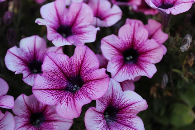 Petunia o atkinsiana Surfinia Grupo de flores en el jardín