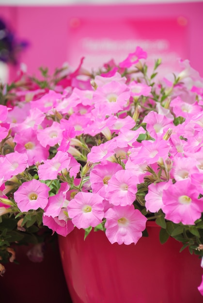 Petunia, Petunia Pink im Topf