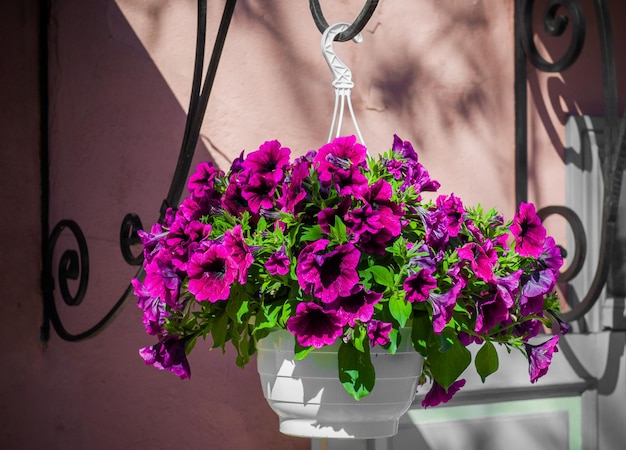 Petunia petunias en la bandeja petunia en la maceta