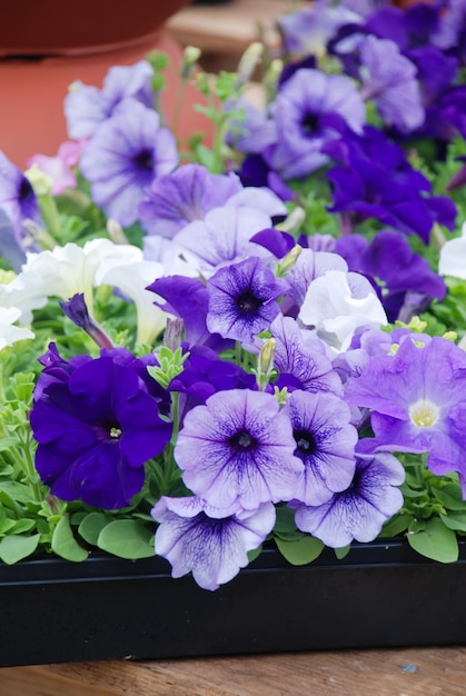 Petunia Petunias en bandejaPetunia en maceta flores multicolor