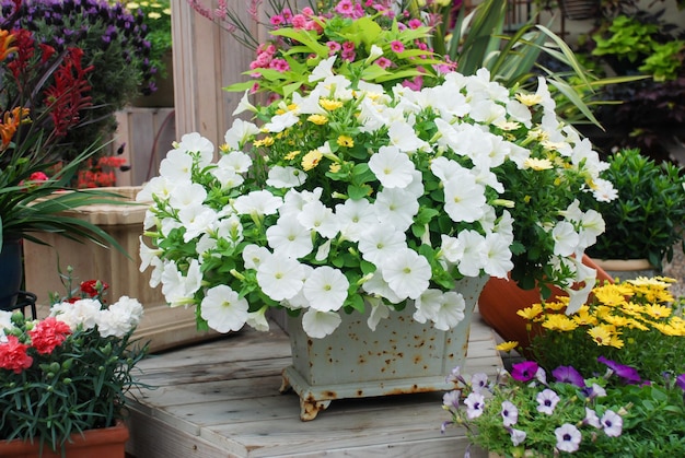 Petunia Petunias en la bandejaPetunia en la maceta petunia blanca