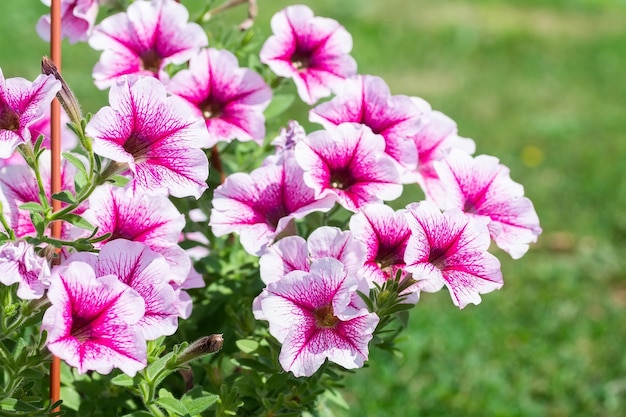 Petunia Petunias en la bandejaPetunia en la maceta petunia morada