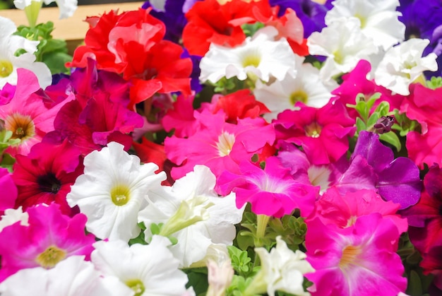 Petunia Petunias en bandejaPetunia en maceta petunia multicolor