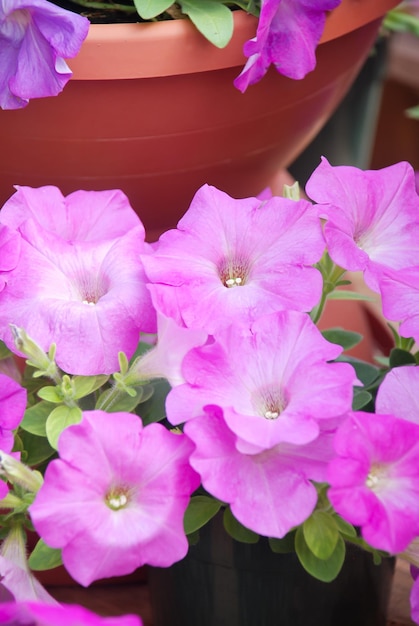 Foto petunia petunias en la bandejapetunia en la maceta petunia rosa en plena floración