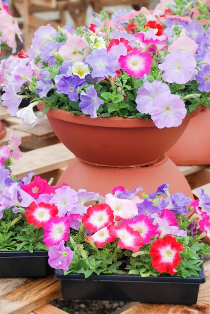 Petúnia Petúnias na bandejaPetúnia no pote de flores multicoloridas