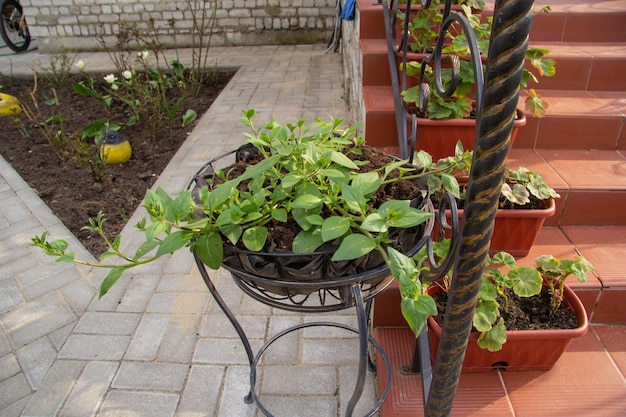 Petunia plantada en la maceta de las escaleras