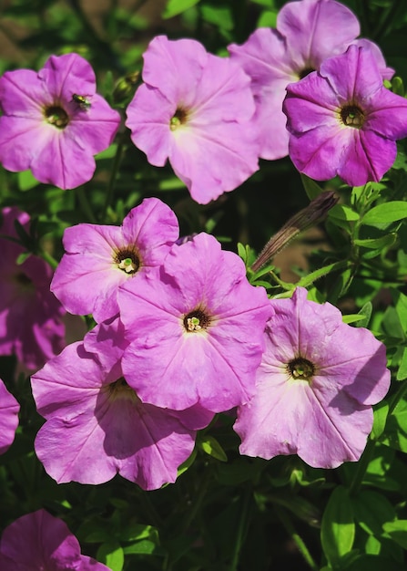 petunia púrpura crece en una cama en el jardín