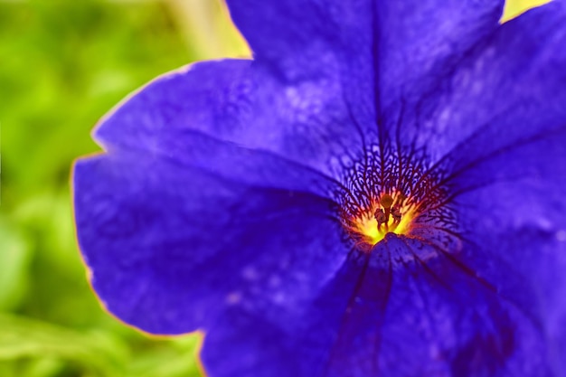 Petunia púrpura flor pistilo y estambre closeup macro