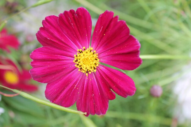 Petunia roja se encuentra con el amanecer en el parque de la ciudad Flor de petunia roja sobre un fondo aislado