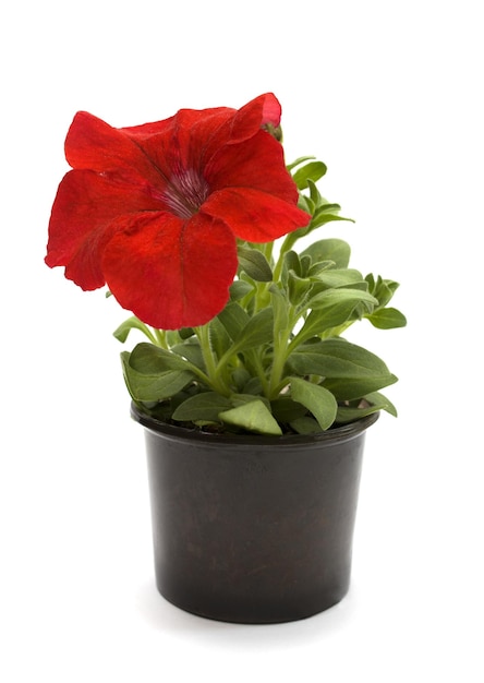 petunia roja