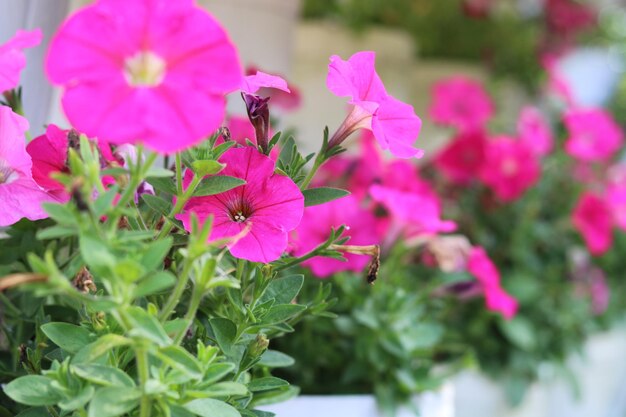 Petunia rosa hermosa flor floreciente fondo de hoja verde. fotos de alta calidad