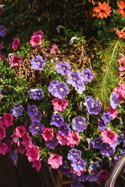 Petunia rosa y violeta en un día soleado