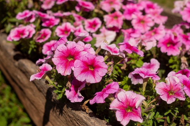 Petunia Wunderschöne üppige Petunienbüsche blühen im Sommergarten