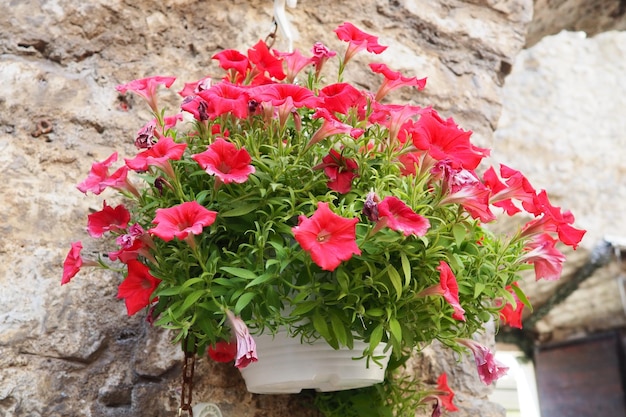 Petunias en la bandeja o en la olla petunia rosa púrpura Solanaceae Hermosas flores colgantes en una pared antigua de piedra en el casco antiguo de Budva Montenegro Centro histórico de Budva Petunia x hybrida