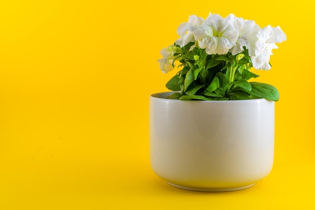 Petunias blancas aisladas sobre fondo amarillo