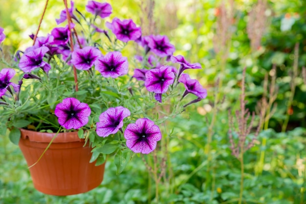 Petunias de color púrpura suave en una maceta colgante en verano Un jarrón de flores de petuniaFloricultura Petunia en flor Flores de petunia púrpura en macetas en la calle de cerca con enfoque selectivo