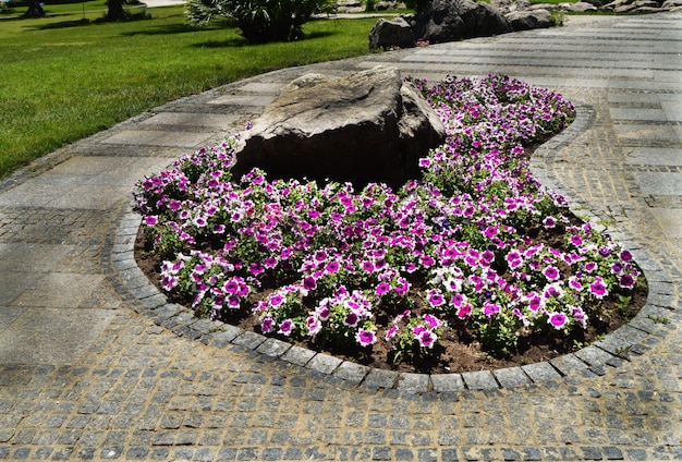 Petúnias cor-de-rosa e brancas em uma cama de flor oval em conjunto com uma pedra