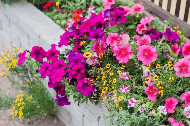 Petúnias cor de rosa e outras flores estão florescendo no canteiro de flores