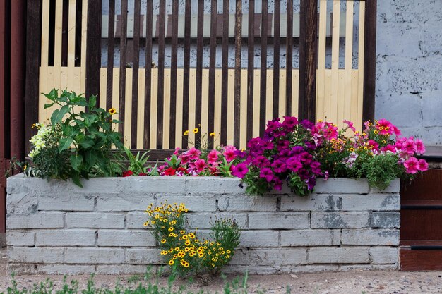 Petúnias cor de rosa e outras flores estão florescendo no canteiro de flores