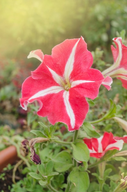 Petunias estrella rojas y blancas Petunia alquitrán rojo Estrella de flores rojas y blancas Flor de petunia abigarrada