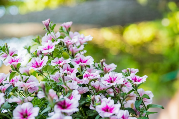 Petunias, flor colorida, Petunia hybrida.