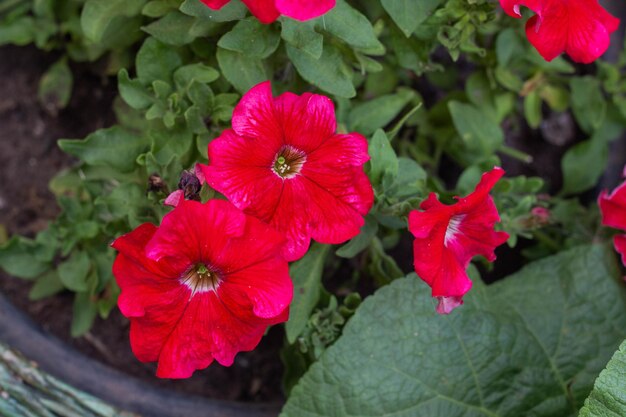 Las petunias rojas están floreciendo en un primer plano de un lecho de flores