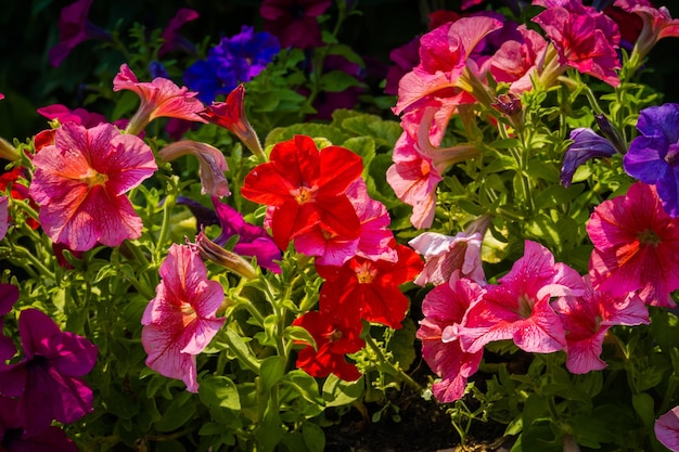 Las petunias rojas, rosadas y violetas florecen en el fondo del jardín