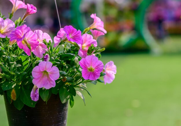 Foto las petunias rosas en una olla negra cuelga hermosa flor