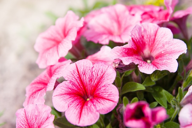 Petunias rosas sobre fondo borroso