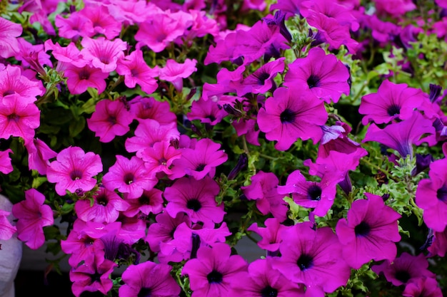 Petúnias roxas bonitas em vasos de flores que decoram janelas no verão