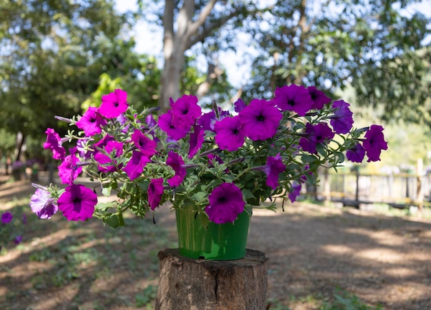 Petúnias roxas no pote no jardim, conceito de flores de jardim