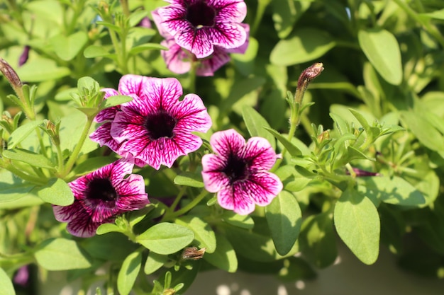 Petunien Blumen zu verkaufen