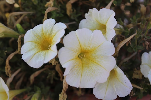 Petunien oder Atkinsiana Surfinia-Gruppenblumen im Garten
