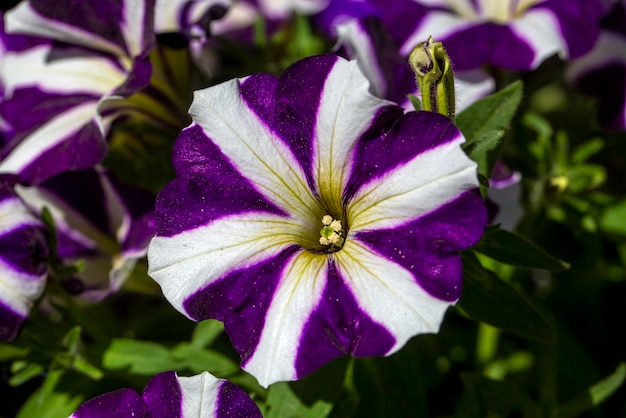 Petunienblüten blühen im Frühling