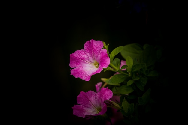 Foto petunienblüten in schwarz