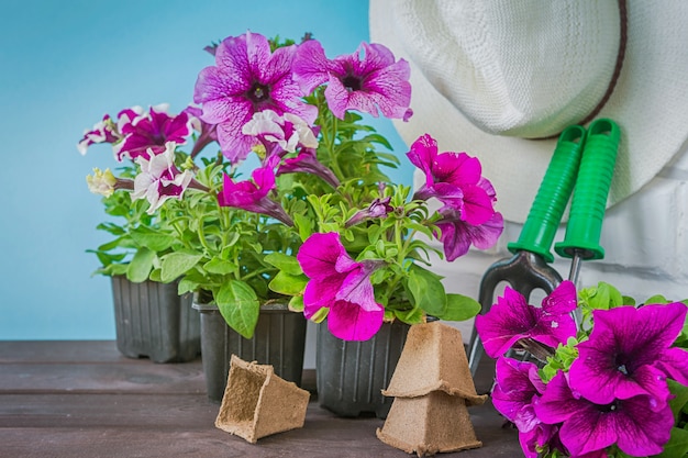 Petunienblumen, Gartenwerkzeuge und ein Strohhut auf dem Gras im Garten gegen